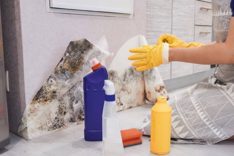 Unveiling the Importance of Mould Cleaning Services
