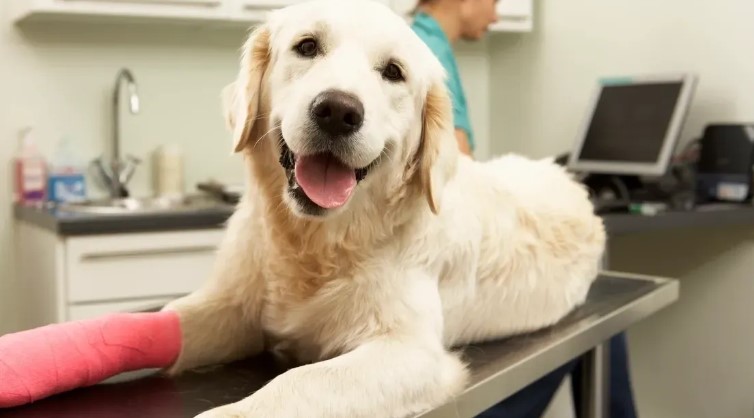  Streamlining Pet Care: The Importance of Veterinary Medical Records